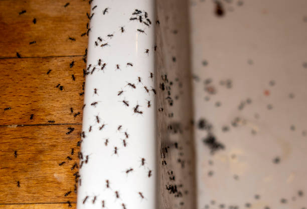 Wildlife Control Services in Richfield Springs, NY