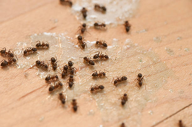 Best Termite Control Services  in Richfield Springs, NY